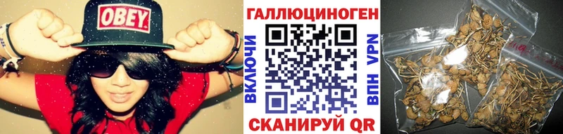 Псилоцибиновые грибы Psilocybe  Купить где  Высоцк 
